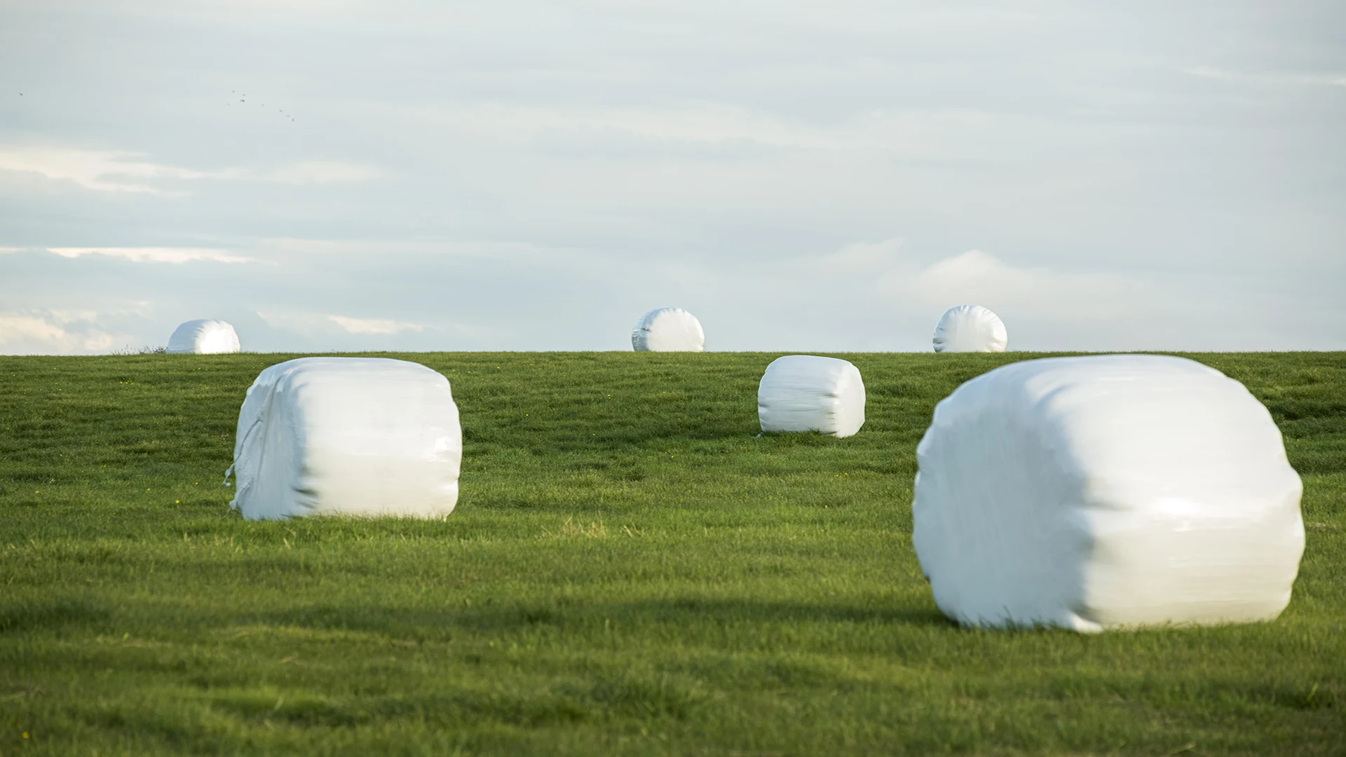 Shilage Bales