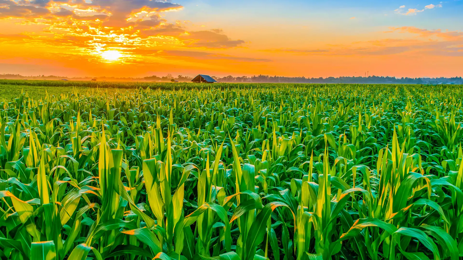 cornfield