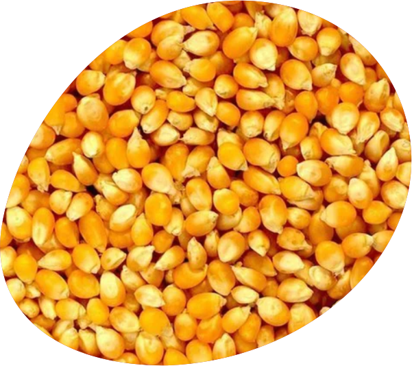 Maize